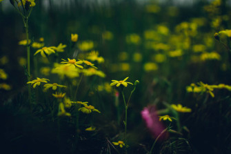 Dark Nature Wallpaper