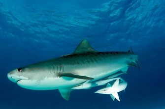 Tiger Shark Wallpaper