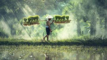 4k UHD Cambodian Rice Farmer Wallpaper Vi T Nam Ch U