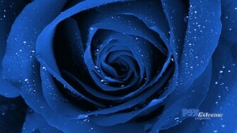 Flower Wallpaper Fresh Roses