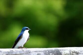 Swallow Wallpaper By Barrelsbottom