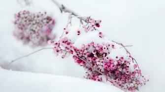 Winter Berries Wallpaper HD Pub
