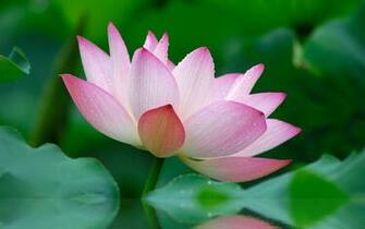 Flower Garden Wild Pink Lily Lotus HD Wallpaper Background