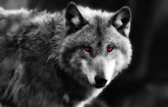 Wallpaper Wolf Eyes Predator Animals
