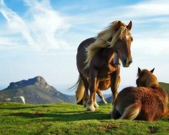 Url Occforeclosure Net Wallpaper Horse Horses