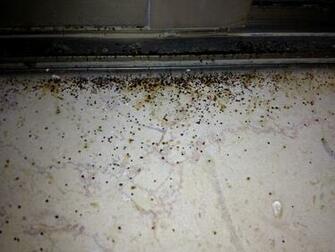 Dangers Of Mold Cal Best Construction