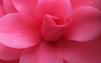 Wallpaper Pink Flower Desktop Hq