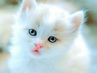 Kittens Kitten Cat Cats Baby Cute S Wallpaper