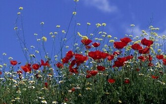 Poppies Wallpaper