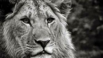 Animal Wallpaper HD