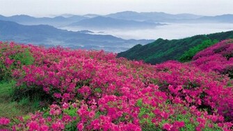 File Name Best Flowers Wallpaper Flower Field