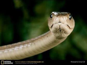 Black Mamba Snake Wallpaper All About World Tattoo