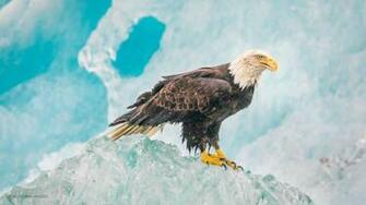 Name Bald Eagle On Ice 4k Wallpaper Description