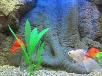 Amazon Tree 3d Aquarium Background For Fish And Reptiles