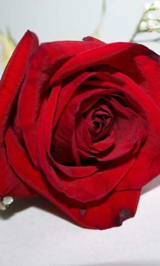 3d Roses Live Wallpaper Is The Perfect For All Romantic