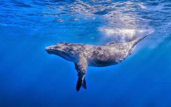 Blue Whale HD Wallpaper Earth