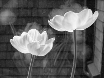 Black N White Wallpaper HD Pretty