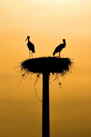 Birds Nest Pictures HD Image