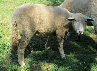 Corriedale Sheep HD Wallpaper Hivewallpaper