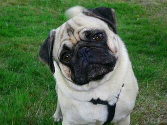 Pug Wallpaper Full Desktop Background