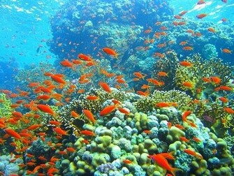 Maritza Craig Coral Reef HD