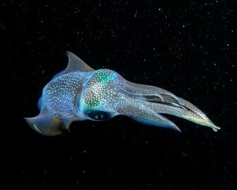 Cuttlefish Wallpaper Not Dot