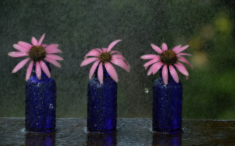 Flower Vase Wallpaper In Psd