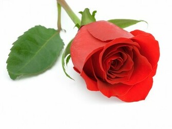 Animals Zoo Park Single Red Rose Wallpaper For Desktop Background