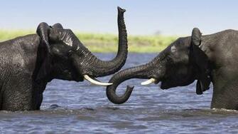 HD Elephants Wallpaper And Photos Animals