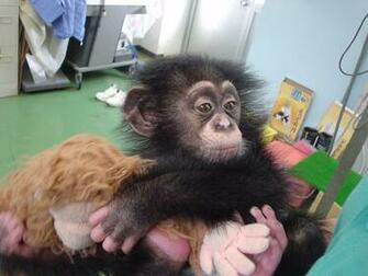 Chimpanzee Chimpanzees Wallpaper