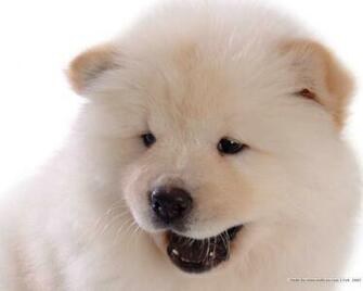 Chow Wallpaper