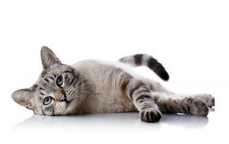Cat White Background Upper Ruxley Cattery