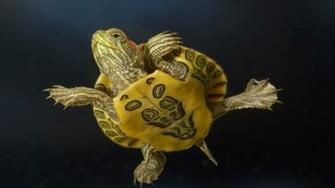 Red Eared Slider HD Wallpaper Background Image Id