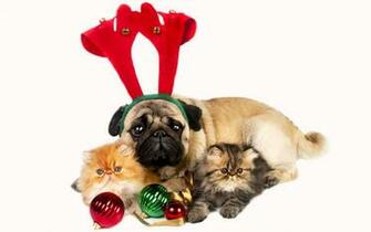 Christmas Dog And Cats Wallpaper Dreamlovewallpaper
