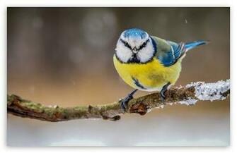 Blue Yellow Bird HD Wallpaper For Wide Widescreen Whxga Wqxga