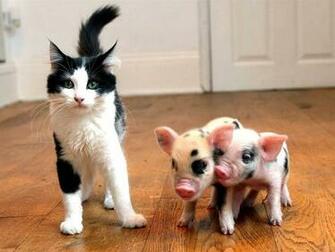 What Are These A New Type Of Cat Baby Farm Animals Wallpaper
