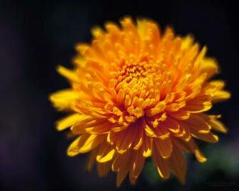 Wallpaper Pictures Image Autumn