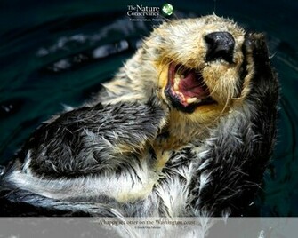 Sea Otter Wallpaper Nature Org Cuties