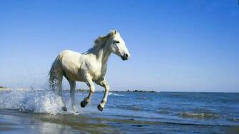 Horse Animals Image Wallpaper Animal