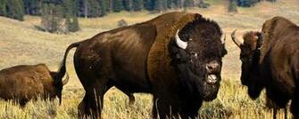 Buffalo Herd Field Forest Wallpaper Background