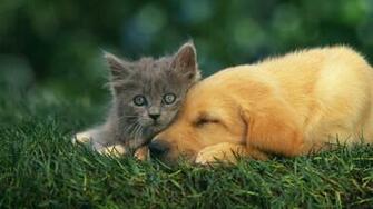 Category Animals HD Wallpaper Subcategory Dogs