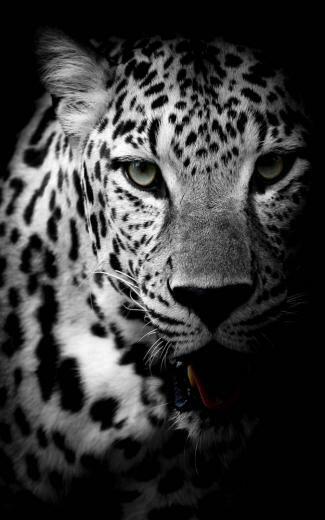 Leopard Black White Pure 4k Ultra HD Mobile Wallpaper