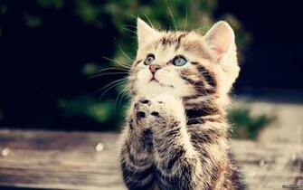 Funny Cat Wallpaper Desktop