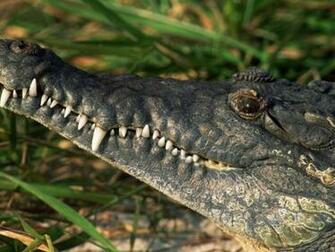 White Teeth Of A Crocodile Wallpaper And Image