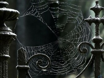 Wallpaper Spiderweb X Desktop And