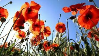 Poppies Wallpaper