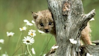 Lynx Wallpaper