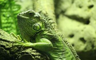 Iguanas Image Iguana HD Wallpaper And Background Photos