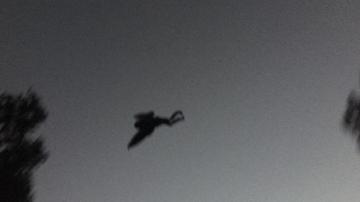 Man Photographs Creature That Resembles Legendary Mothman Of