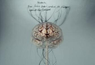 Anatomy Computer Wallpaper Desktop Background Id